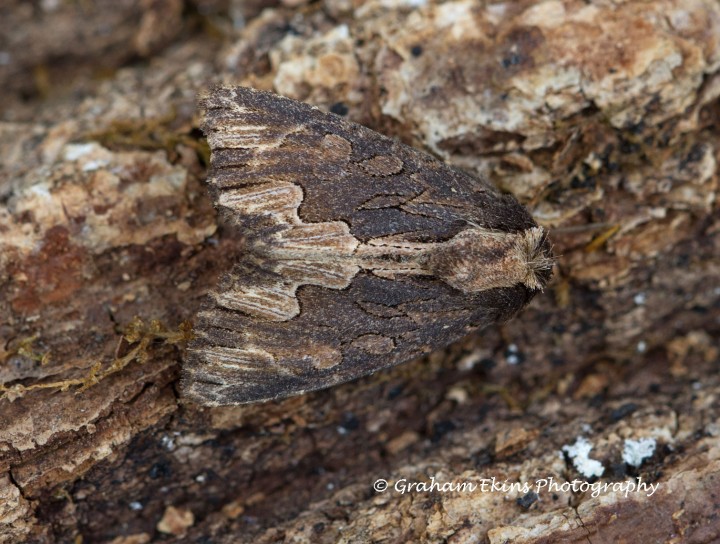 Bird's Wing  Dypterygia scabriuscula 2 Copyright: Graham Ekins