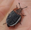 Oiceoptoma thoracicum