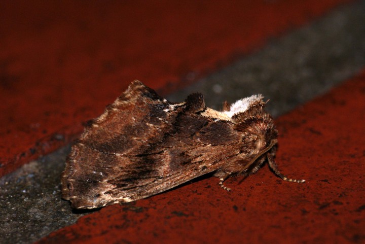 Coxcomb Prominent 2 Copyright: Ben Sale