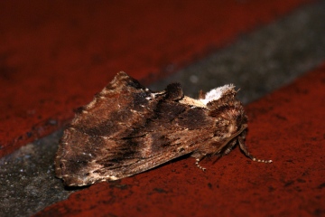 Coxcomb Prominent 2 Copyright: Ben Sale