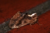 Coxcomb Prominent 2 Copyright: Ben Sale