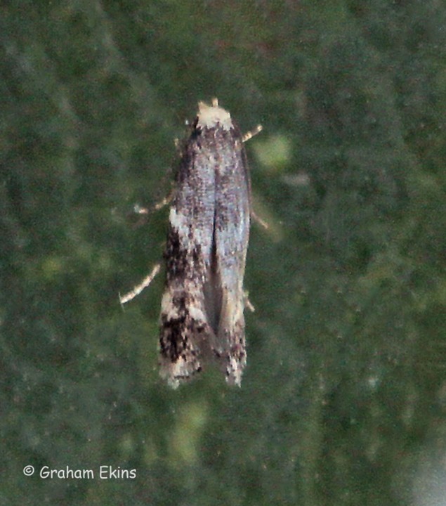 Elachista albifrontella Copyright: Graham Ekins