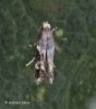 Elachista albifrontella