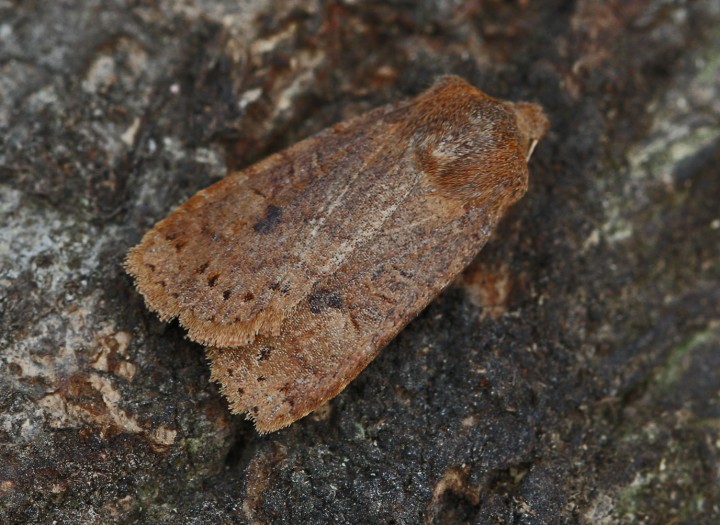 Chestnut  Conistra vaccinii 2 Copyright: Graham Ekins