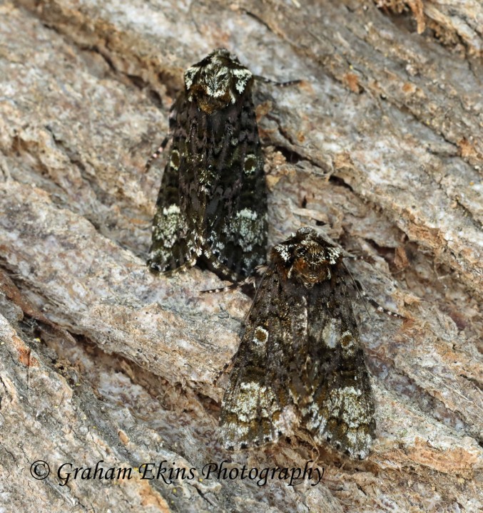 Craniophora ligustri Coronet 5 Copyright: Graham Ekins