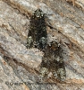 Craniophora ligustri Coronet 5 