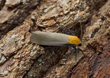 Four-spotted Footman  Lithosia quadra 3 Copyright: Graham Ekins