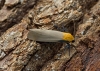 Four-spotted Footman  Lithosia quadra 3 Copyright: Graham Ekins