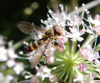 Meliscaeva cinctella female