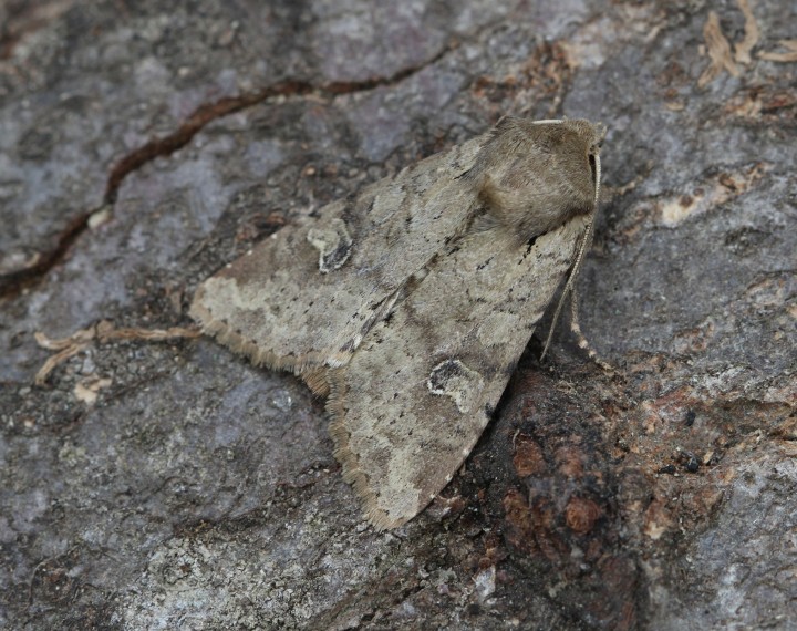 Apamea sordens 5 Copyright: Graham Ekins