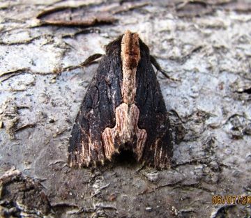 Bird's Wing Copyright: Graham Smith