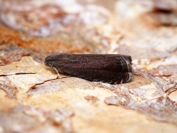 Grapholita tenebrosana Copyright: Ben Sale