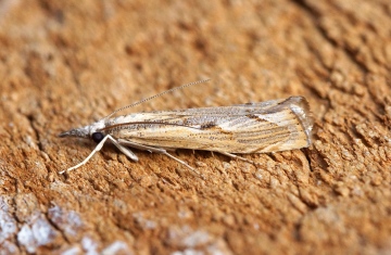 Agriphila geniculea 2 Copyright: Ben Sale