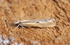 Agriphila geniculea 2