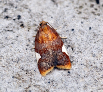 Acleris holmiana Copyright: Ben Sale