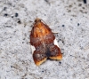 Acleris holmiana