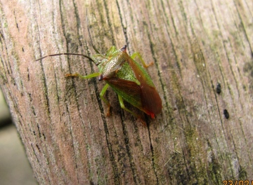 Hawthorn Shieldbug 2 Copyright: Graham Smith