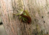 Hawthorn Shieldbug 2 