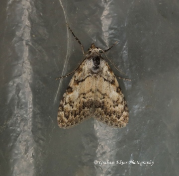 Small Black Arches  Meganola strigula Copyright: Graham Ekins