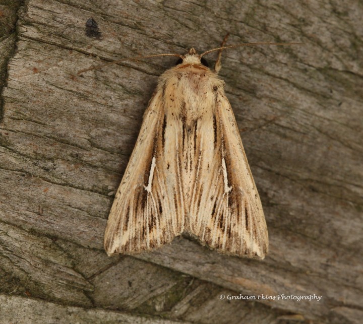 Mythimna l-album  L-album Wainscot Copyright: Graham Ekins