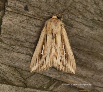 Mythimna l-album  L-album Wainscot Copyright: Graham Ekins