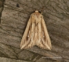 Mythimna l-album  L-album Wainscot 