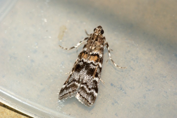 Dioryctria sylvestrella Copyright: Ben Sale