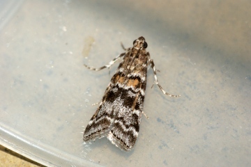 Dioryctria sylvestrella Copyright: Ben Sale