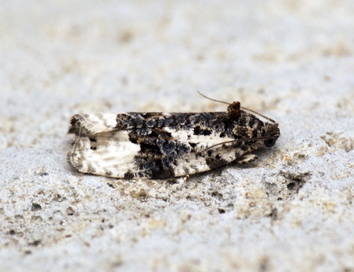 Apotomis turbidana Copyright: Ben Sale