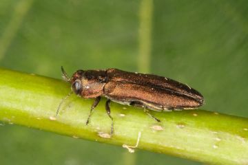 Agrilus laticornis from side Copyright: Peter Harvey