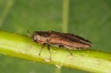 Agrilus laticornis from side 