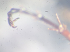 Calathus fuscipes claw