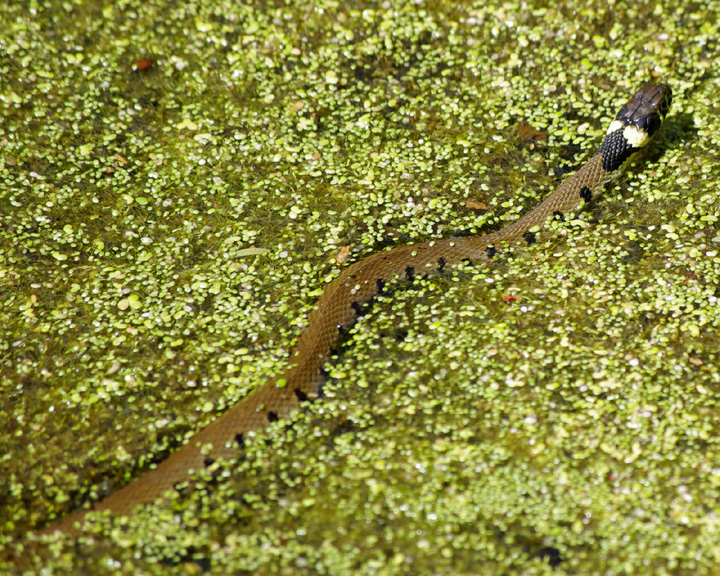Grass Snake - June 2012 Copyright: Ian Rowing