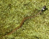 Grass Snake - June 2012 