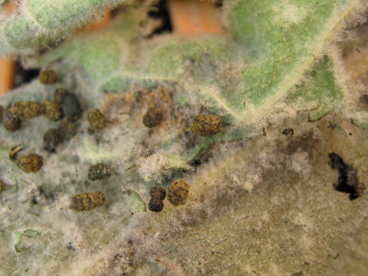 Cocoon mullein Copyright: Kim Prowse