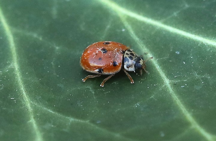 Adalia decempunctata (10-Spot Ladybird) Copyright: Graham Ekins