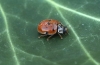 Adalia decempunctata (10-Spot Ladybird) 