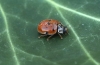 Adalia decempunctata (10-Spot Ladybird) 