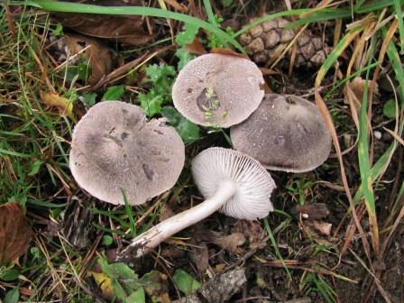 Tricholoma terreum Copyright: Graham Smith