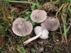 Tricholoma terreum 