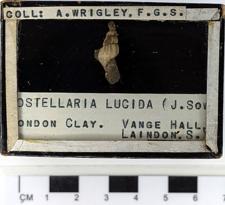 Laindon London Clay fossil Rostellaria lucida gastropod Copyright: Arthur Wrigley Collection