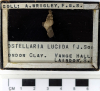 Laindon London Clay fossil Rostellaria lucida gastropod 