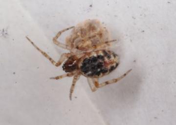 Theridion blackwalli