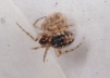 Theridion blackwalli