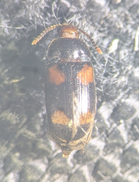 Mycetophagus quadripustulatus Copyright: Robert Smith