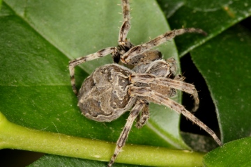 Larinioides sclopetarius female Copyright: Peter Harvey