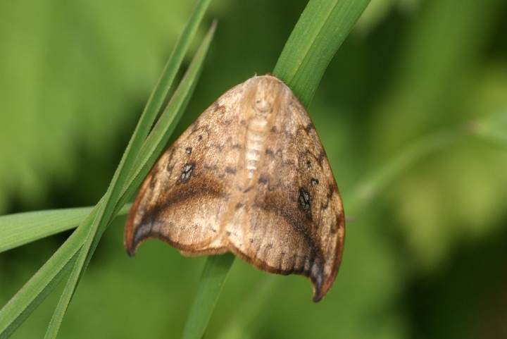 Pebble Hook-tip at rest Copyright: Ben Sale