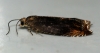 Ancylis upupana