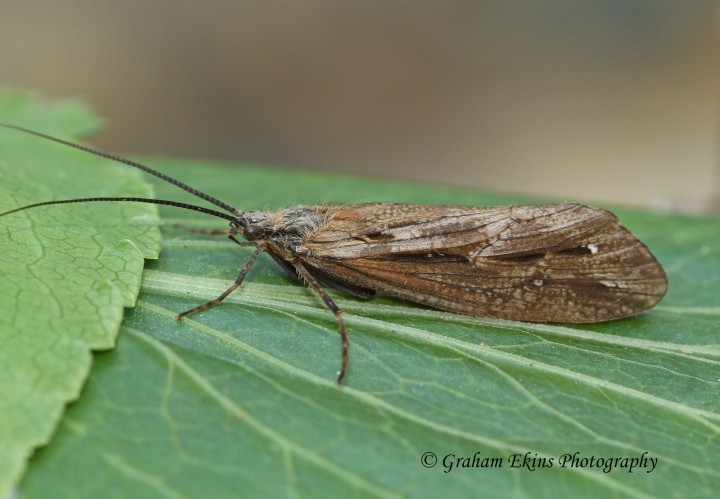 Phryganea grandis examined Copyright: Graham Ekins