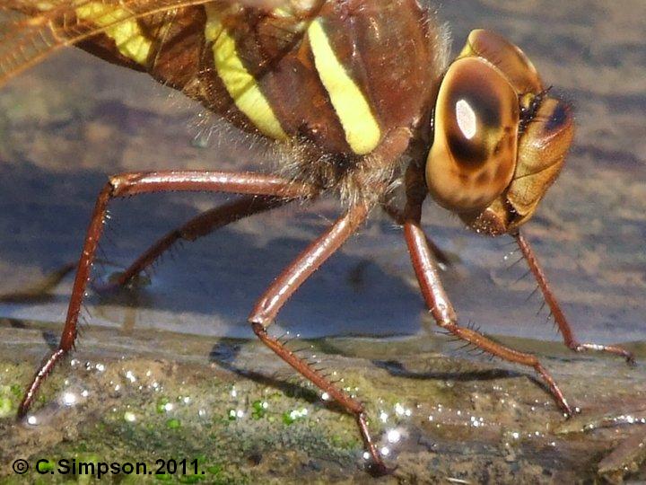 Aeshna grandis Copyright: Colin Simpson